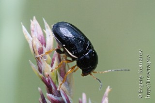 Имаго  Cryptocephalus flavipes