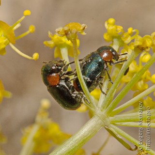 Самец и самка  Coptocephala chalybaea
