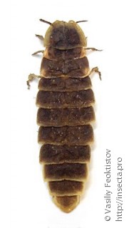 Самка  (Lampyris noctiluca)