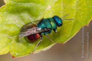 Chrysididae