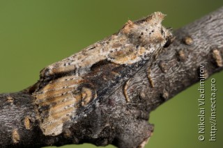 Имаго  (Lateroligia ophiogramma)