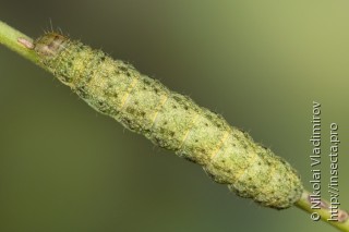 Hecatera bicolorata