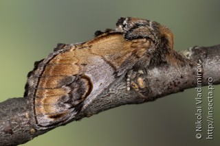 Имаго  (Notodonta ziczac)