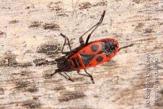 Pyrrhocoris apterus