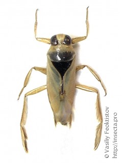 Имаго  (Notonecta glauca)