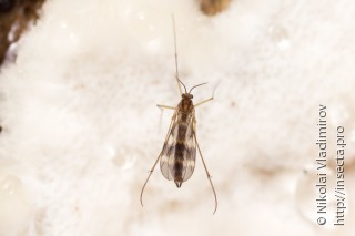 Ditomyiidae