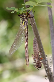 Cordulegaster insignis