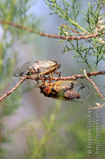 Самец и самка  Cicadatra querula