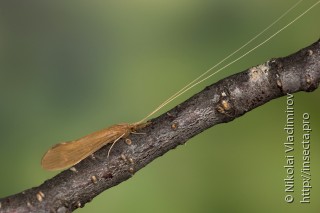 Trichoptera