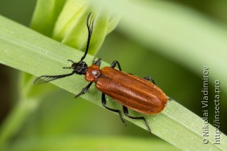 Имаго  Schizotus pectinicornis