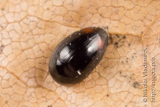 Phalacridae