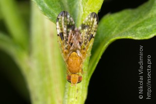 Xyphosia miliaria