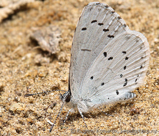 Celastrina argiolus