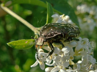 Protaetia marmorata