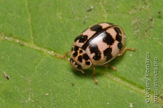 Oenopia conglobata