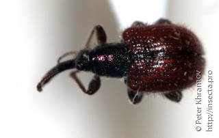Имаго  (Tatianaerhynchites aequatus)