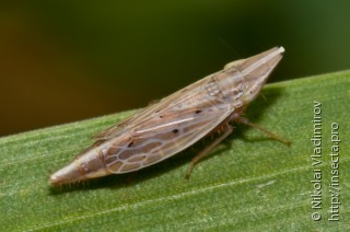 Cicadellidae