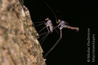 Самец и самка  Neurigona quadrifasciata