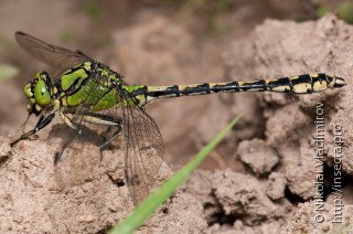 Ophiogomphus cecilia