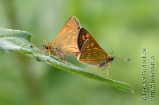 Ochlodes sylvanus