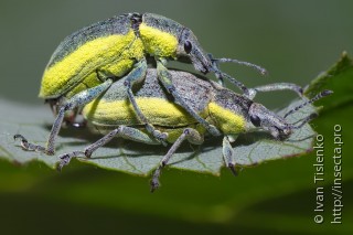 Самец и самка  (Chlorophanus viridis)