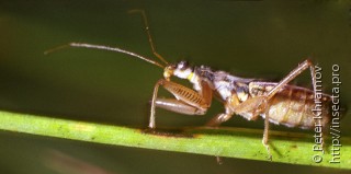 Nabidae