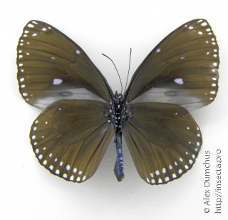 Euploea klugii erichsonii