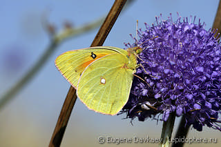 Colias croceus