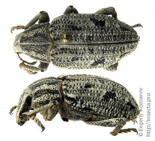 Имаго  Pleurocleonus quadrivittatus