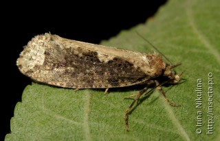 Scardia boletella