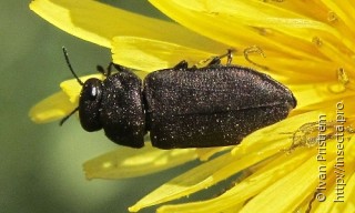 Anthaxia quadripunctata