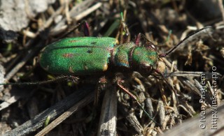 Cicindela campestris