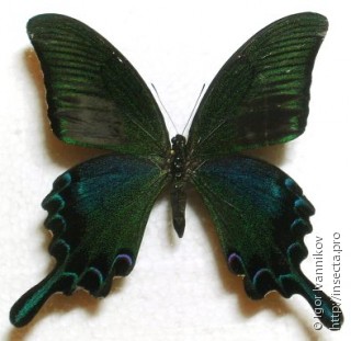 Papilio maackii