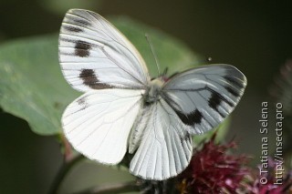 Pieris dulcinea