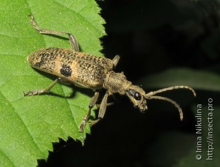 Rhagium mordax