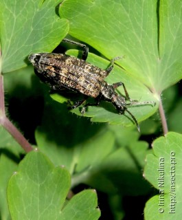 Rhagium inquisitor