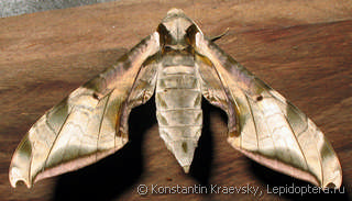 Имаго  Protambulyx goeldii