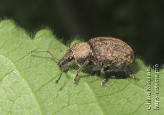 Otiorhynchus ligustici