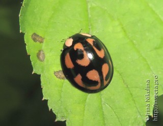 Aiolocaria hexaspilota