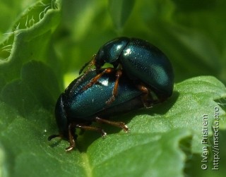 Colaphus sophiae hoefti