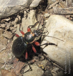 Carabus hummeli