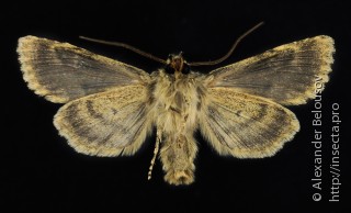 Bryoxena centralasiae