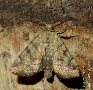 Cosmia trapezina