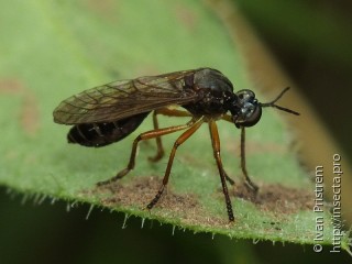 Asilidae