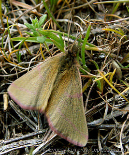 Lythria purpuraria
