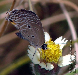 Lepidoptera