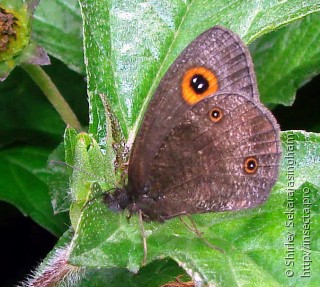 Lepidoptera