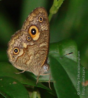 Lepidoptera