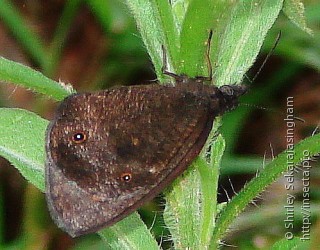 Lepidoptera