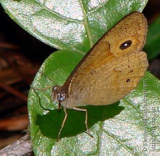 Lepidoptera